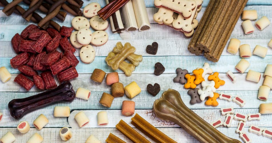 Idee imprenditoriali: creare un’attività di preparazione di pet food fresco e secco
